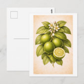 Vintage-Style Key Lime Botanical Illustration Briefkaart (Voorkant / Achterkant)