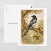 Vintage-Style Magpie lllustration Briefkaart (Voorkant / Achterkant)