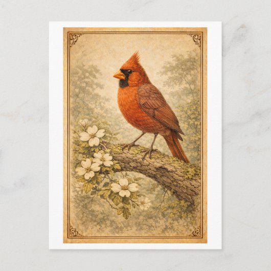 Vintage-Style Male Cardinal Illustration Briefkaart (Voorkant)