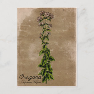 Vintage Style Oregano Briefkaart