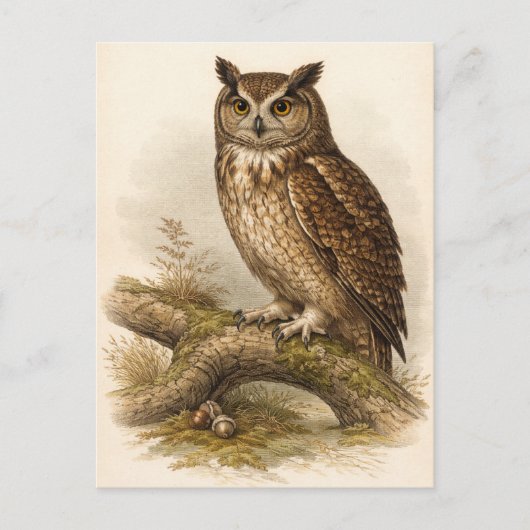 Vintage-Style Owl Illustration Briefkaart (Voorkant)