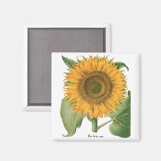 Vintage Sunflower Flower by Basilius Besler Magneet
