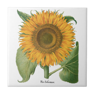 Vintage Sunflower Flower by Basilius Besler Tegeltje