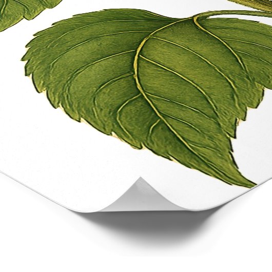 Vintage Sunflower Poster (Hoek)