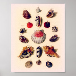 Vintage Sunset Seashell Collectie Poster
