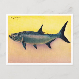 Vintage Tarpon Florida  Briefkaart