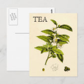 Vintage Tea Plant Briefkaart (Voorkant / Achterkant)