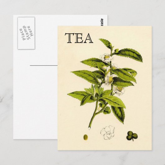 Vintage Tea Plant Briefkaart (Voorkant / Achterkant)