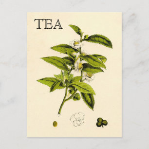 Vintage Tea Plant Briefkaart