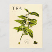 Vintage Tea Plant Briefkaart (Voorkant)