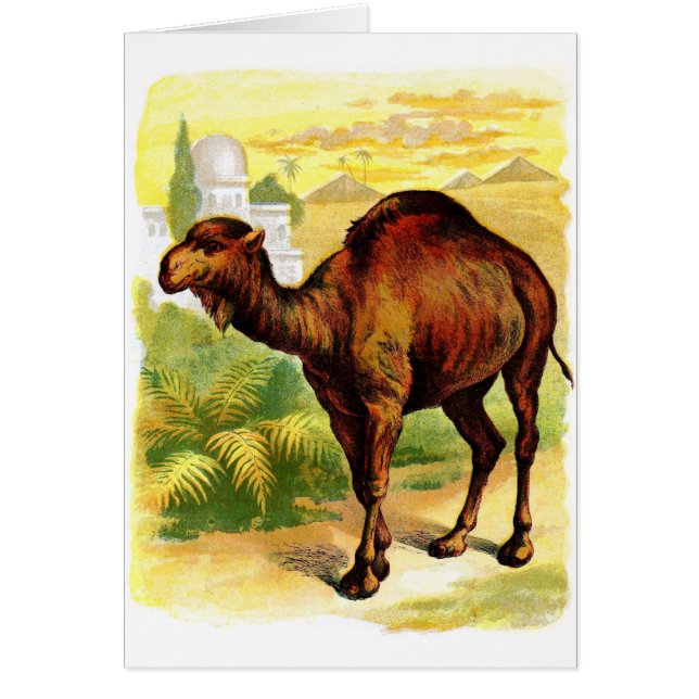 Vintage Tekening: De dromedaris (Voorkant)