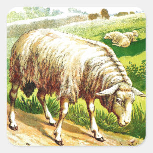 Vintage Tekening: De schapen Vierkante Sticker