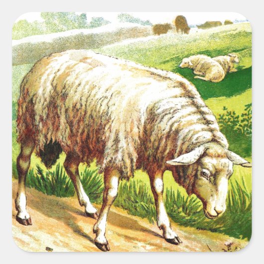 Vintage Tekening: De schapen Vierkante Sticker (Voorkant)
