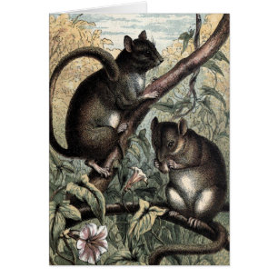 Vintage Tekening: De slaapmuis