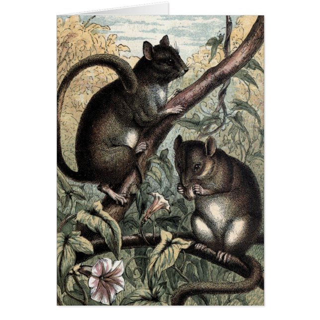 Vintage Tekening: De slaapmuis (Voorkant)