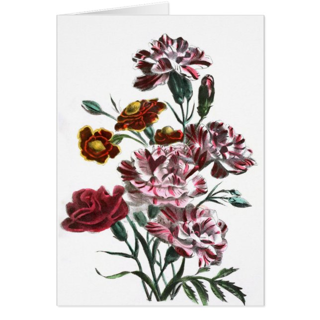 Vintage Tekening: Vlaamse Roze Bloemen (Voorkant)