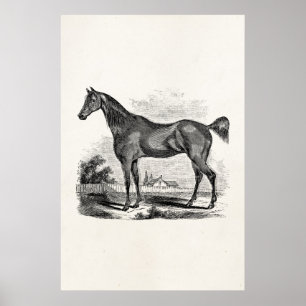 Vintage Thoroughbred Horse Equestrian Personalized Poster