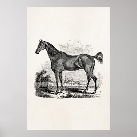 Vintage Thoroughbred Horse Equestrian Personalized Poster (Voorkant)