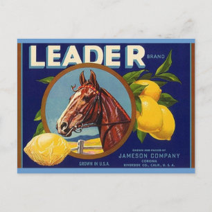Vintage Thoroughbred Horse Leader Lemons Briefkaar Briefkaart