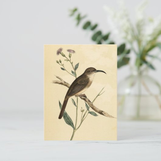 Vintage Thrush Bird Briefkaart (Staand voorkant)
