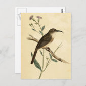 Vintage Thrush Bird Briefkaart (Voorkant / Achterkant)