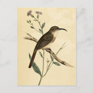 Vintage Thrush Bird Briefkaart