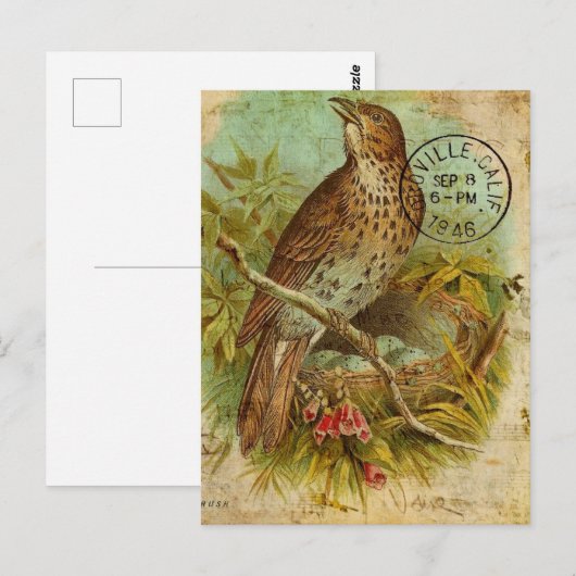 Vintage Thrush Bird Briefkaart (Voorkant / Achterkant)