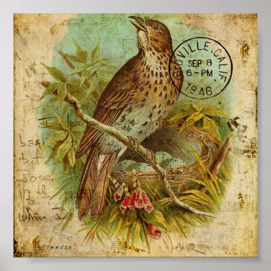 Vintage Thrush Bird Poster (Voorkant)