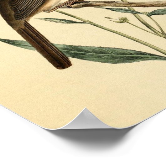 Vintage Thrush Bird Poster (Hoek)