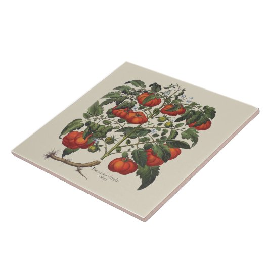 Vintage tomatafdruk tegel tegeltje (Zijkant)
