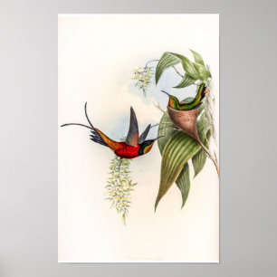 Vintage Topaza Pyra Kolibries door John Gould Poster
