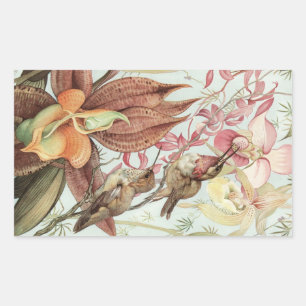 Vintage tropische orchideeën, bloemen en kolibries rechthoekige sticker