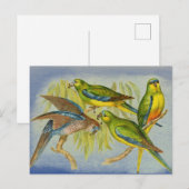 Vintage Turquoise Parrot Briefkaart (Voorkant / Achterkant)
