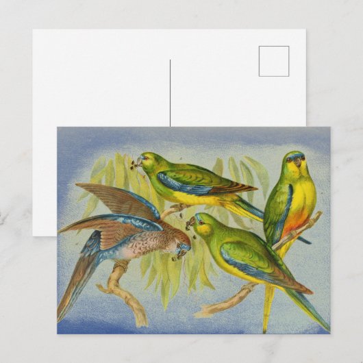 Vintage Turquoise Parrot Briefkaart (Voorkant / Achterkant)