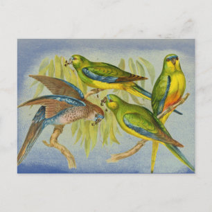 Vintage Turquoise Parrot Briefkaart