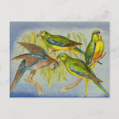 Vintage Turquoise Parrot Briefkaart (Voorkant)
