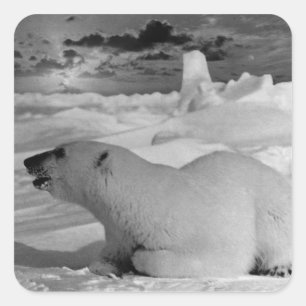 Vintage USA Alaska ijsbeer 1970 Vierkante Sticker