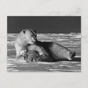 Vintage USA Alaska moeder ijsbeer Briefkaart