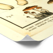 Vintage Varieties of Mushrooms French Art Print (Hoek)