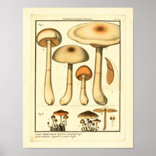 Vintage Varieties of Mushrooms French Art Print