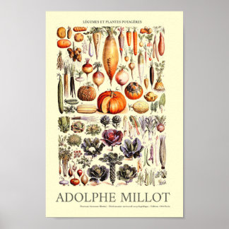 Vintage Vegetable Wall Art by Adolphe Millot Poster