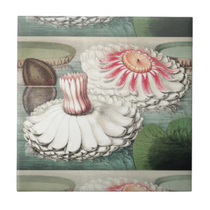 Vintage Victoria Regia Waterlelie Kunstprint Tegeltje
