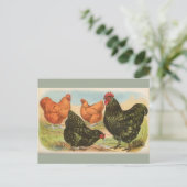 Vintage Vier Briefkaart "Orpington Chickens" (Staand voorkant)