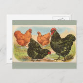 Vintage Vier Briefkaart "Orpington Chickens" (Voorkant / Achterkant)