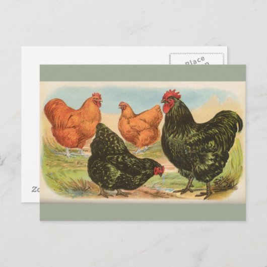 Vintage Vier Briefkaart "Orpington Chickens" (Voorkant / Achterkant)