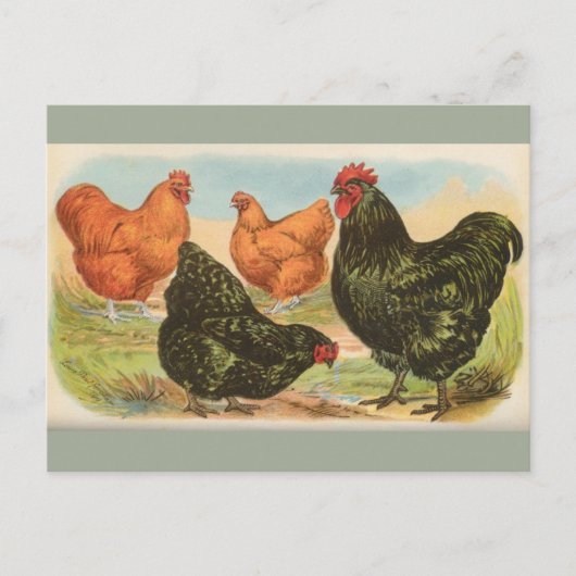 Vintage Vier Briefkaart "Orpington Chickens" (Voorkant)