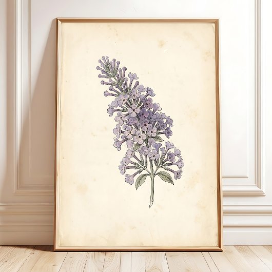Vintage Vlinder Botanische Print Poster