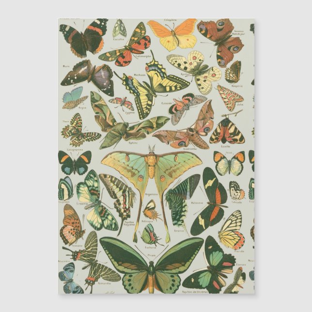 Vintage Vlinder Motief Print (Voorkant)