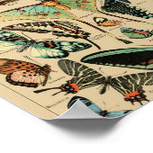 Vintage Vlinders Papillons Poster (Hoek)