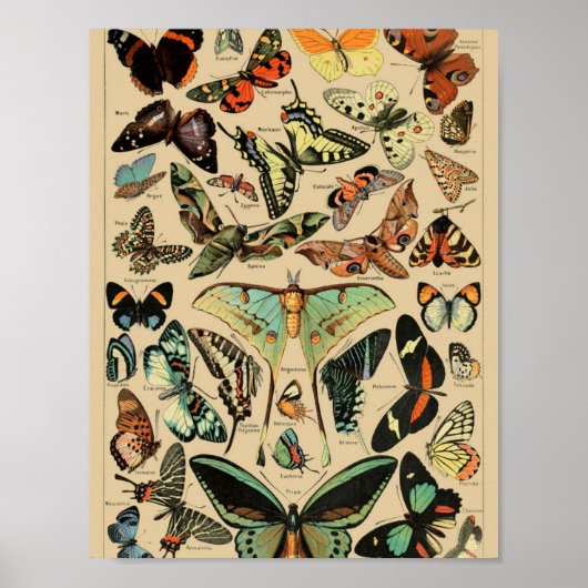 Vintage Vlinders Papillons Poster (Voorkant)
